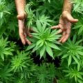 Gardening Marijuana, Doing It Legally