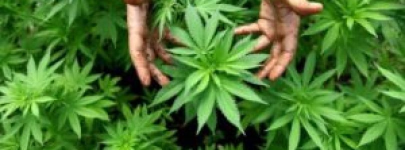 Gardening Marijuana, Doing It Legally
