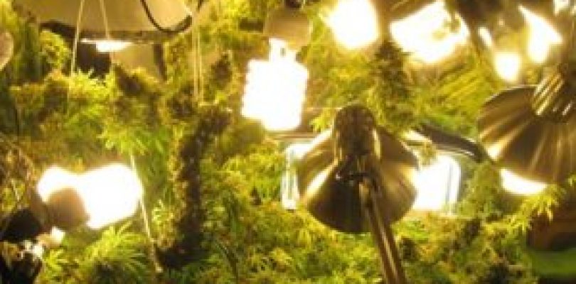 Growing Marjuana Indoors